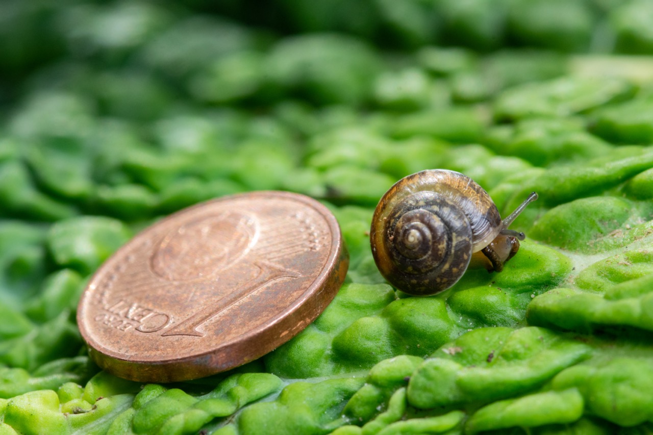 Groß (Maßstab Wirsing Schnecke)